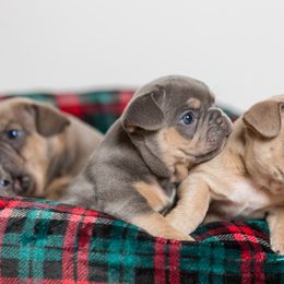 French Bulldogs from Boujee Butt Frenchies