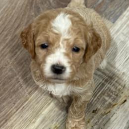 Arlo - Cream male Goldendoodle puppy in Ambrose, Georgia from Brandilyn's Aussies