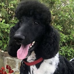 Goldendoodles and Poodles from Best Choice Doodles
