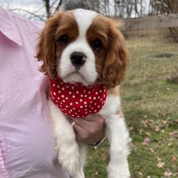 Boy 4 - Cavalier King Charles Spaniel puppy from Southern Valley Cavaliers
