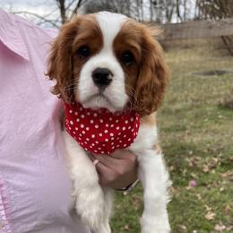 Boy 4 - Cavalier King Charles Spaniel puppy from Southern Valley Cavaliers