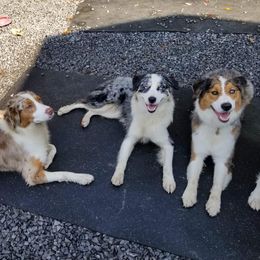 Australian Shepherds from Distant Hill Australian Shepherds