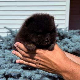 Bobo - Black and tan male Pomeranian puppy in Waterloo, Indiana from Garcias Pomeranian