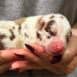 Glinda - Red merle female Miniature American Shepherd puppy in Smithville, Arkansas from Cooper Creek Aussies