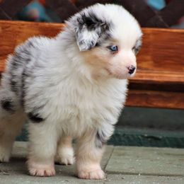 Australian Shepherd and Miniature Australian Shepherd Puppies from Ross Ranch Mini and Standard Aussie's