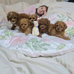 Girl 3 - Red female Cavapoo puppy in Washington from Mt.BakerPoodles&Doodles