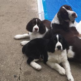 English Springer Spaniel Puppies from Ocoee English Springer Spaniels