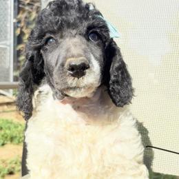Harvest - Parti female Poodle puppy in Meadowbrook, California from Standard Poodle Pups
