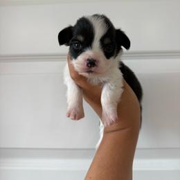 Cash - Black and tan male Pembroke Welsh Corgi puppy in Red Bluff, California from Wilder Ranch Corgis