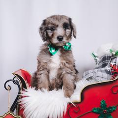 Bordoodle Puppies from 2J 2K Bordoodles