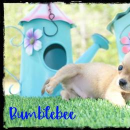 Bumblebee - Fawn male Chihuahua puppy in Demorest, Georgia from Sourpatch Chihuahuas