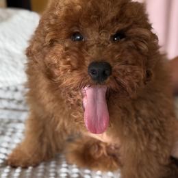 Dakota - Red  male Poodle puppy in Hollywood, Florida from Royal Goldendoodle