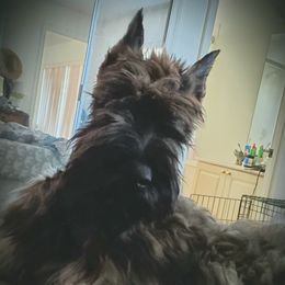 Giant Schnauzer All Grown Up from LaRoc Onyx Riesinbach Kennels