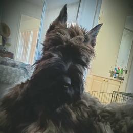 Giant Schnauzer All Grown Up from LaRoc Onyx Riesinbach Kennels