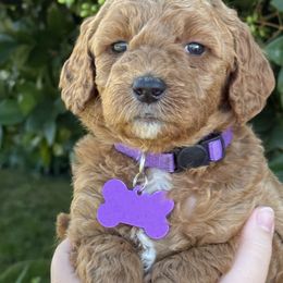 Purple collar - Red  female Goldendoodle puppy in Fontana, California from Grammy's Puppy Love doodles and poodles