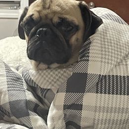 Dotty - Pug