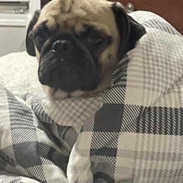 Dotty - Pug