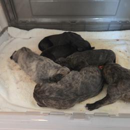 Boy 8 - Brindle male Great Dane puppy in Hickman, Kentucky from Tidal Wave Danes