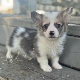 Ronnie - Sable merle and white male American Corgi puppy in East Oakdale, California from Rhettro Kennels