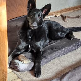 German Shepherd Puppies from Casamoko German Shepherds
