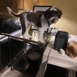 Portuguese Water Dog Puppies from Blue Marina Portuguese Water Dogs