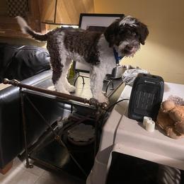 Portuguese Water Dog Puppies from Blue Marina Portuguese Water Dogs