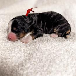 Shasta - Tri-color female Bernedoodle puppy in Ammon, Idaho from Little Stone Bernedoodles
