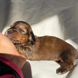 Acadia - Red female Dachshund puppy in Michigan from Hidden Haven Dachshunds