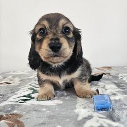 Cream sable male 3 (Blue) - Sable male Dachshund puppy in Belle Rive, Illinois from Akin's Miniature Dachshunds, LLC