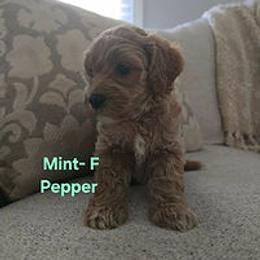 Mint Collar - Red female Cockapoo puppy in Paducah, Kentucky from Cockapoos -N- Poodles of Western Kentucky
