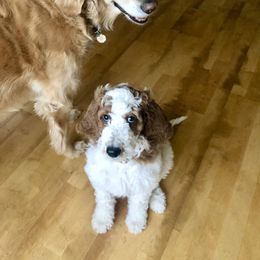 Goldendoodle Puppies from Penny Doodles