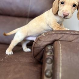 Caramel Macchiato - Cream male Dachshund puppy in Magnolia, Texas from Hillyard Ranch