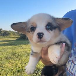 Reba - Blue merle and white female American Corgi puppy in Payson, Illinois from Creek Farm Corgis