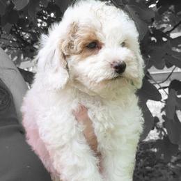 Mini Gray collar boy has the cutest face ever. He is supersweet and loves to be cuddled. He will come with starter food, blanket, favorite toy, veterinarian check-up, first vaccinations, and his health  records. - Cream male Goldendoodle puppy in Los Molinos Ca, California from Sunshine Sanctuary Doodles