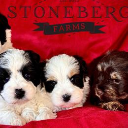 Miniature Schnauzers from Stoneberg Farms Schnauzers