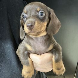 James Bond- Boy 4 - Chocolate and tan male Dachshund puppy in Bigfork, Minnesota from Dachshunds Up North