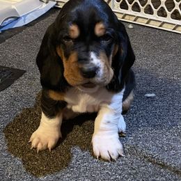 Basset Hound Puppies from Angus Acres Basset Hounds