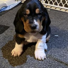 Basset Hound Puppies from Angus Acres Basset Hounds