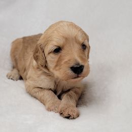 Goldendoodle Puppies from Lake Village Doodles