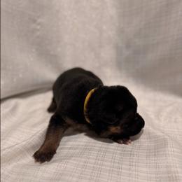 Yellow color - Black and red female German Shepherd puppy in Marion, Ohio from Legacy K9’s