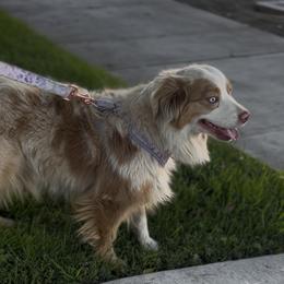 Izzy - Red merle female Miniature Australian Shepherd puppy in Visalia, California from Furrever.Mini.Aussies.llc