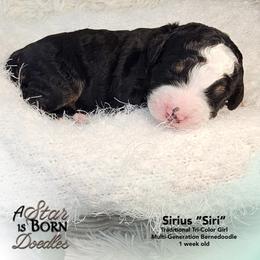 Sirius 'Siri' - Yellow Collar - Tri-color female Bernedoodle puppy in Jackson, Michigan from A Star is Born Doodles