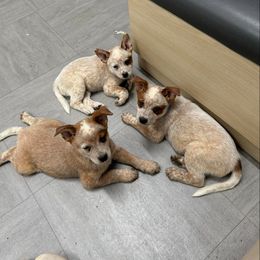 Australian Cattle Dog Puppies from Red Horizon ACD Kennels