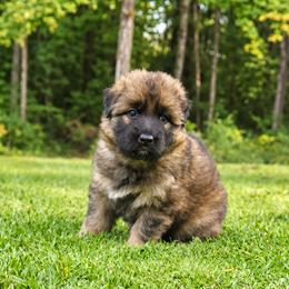 Fly - Sable female German Shepherd puppy in White Cloud, Michigan from Von WestLynn German Shepherds