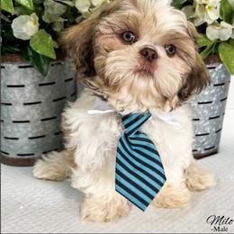 Milo - Gold and white male Shih Tzu puppy in Sanger, California from Cerda’s Precious Paws