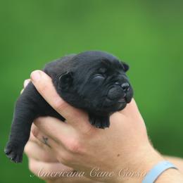 Girl 1 - Black brindle female Cane Corso puppy in Cable, Ohio from Americana Cane Corso