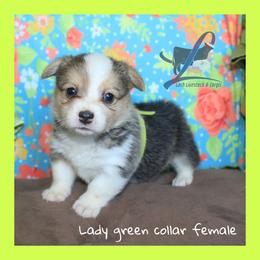 Green Female - Black and tan female Pembroke Welsh Corgi puppy in Wayne City, Illinois from Lash Livestock & Corgis