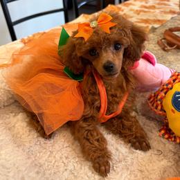 Red Diamond - Red  female Poodle puppy in Bakersfield, California from Mary Gorgeous Poodles