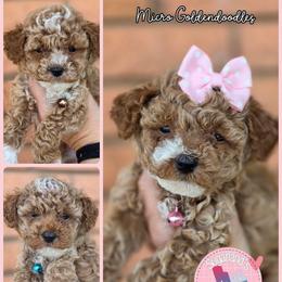 Turquoise Boy - Apricot male Goldendoodle puppy in Vernon, Texas from Sugarland's Texas Goldendoodles