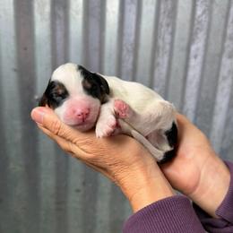 Boone - Tri-color male Bernedoodle puppy in Yuba City, California from Ranch House Doodles